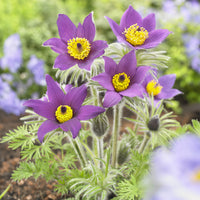 Pulsatilla vulgaris - 3 Anémones pulsatilles - Plantes vivaces
