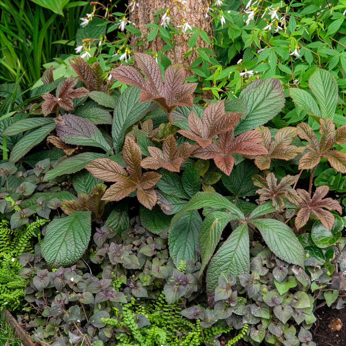 Rodgersia Bronze Peacock - Rodgersia Bronze Peacock - Rodgersia