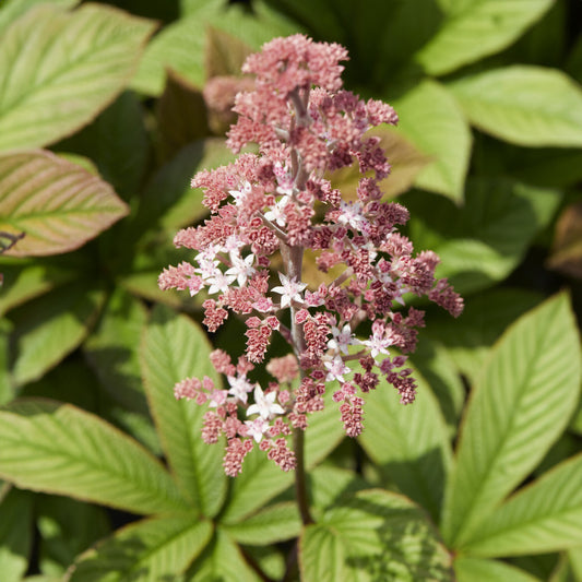 Rodgersia pinnata