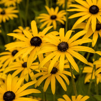 Rudbeckia fulgida deamii - 3 Rudbeckia deamii - Plantes vivaces