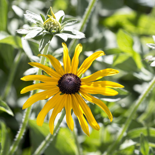 Rudbeckia deamii - Bakker