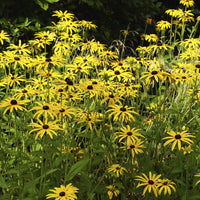 Plantes vivaces - 3 Rudbeckia deamii - Rudbeckia fulgida deamii