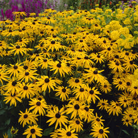 3 Rudbeckia deamii - Rudbeckia fulgida deamii - Bakker