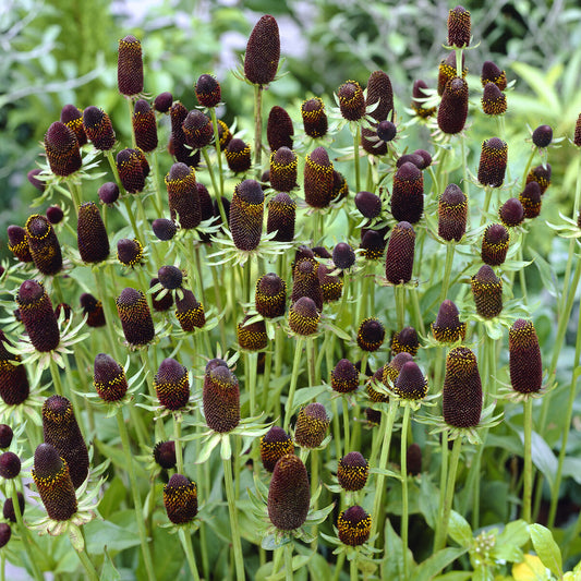 3 Rudbeckia occidentale Green Wizard