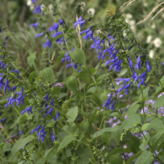 Sauge Blue Enigma - Bakker