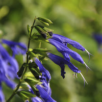 Sauge Blue Enigma - Salvia guaranitica Blue Enigma - Bakker