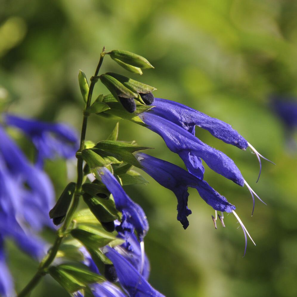 Sauge Blue Enigma - Salvia guaranitica Blue Enigma - Bakker