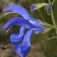 Salvia guaranitica Blue Enigma - Sauge Blue Enigma - Sauges