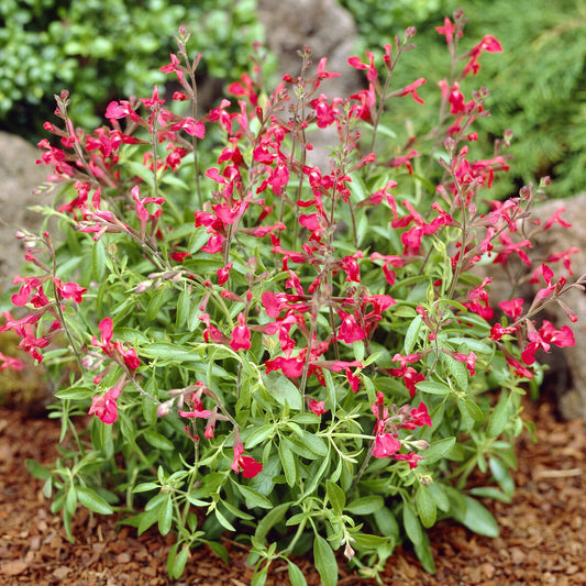 Sauge Lipstick - Bakker