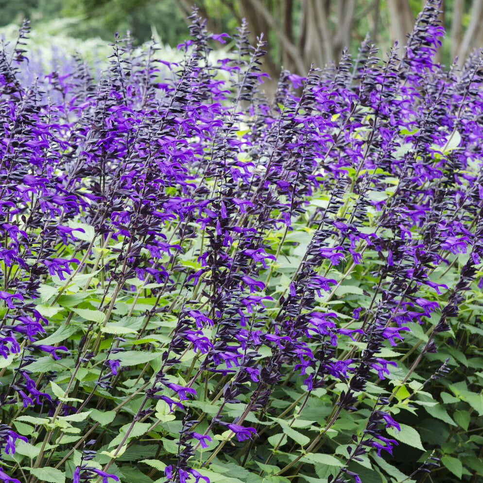 Salvia Amistad - Sauge Amistad - Sauges