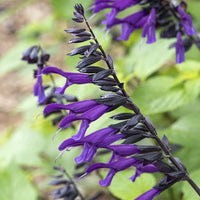 Sauges - Sauge Amistad - Salvia Amistad
