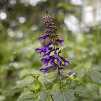 Sauge Amistad - Salvia Amistad - Bakker
