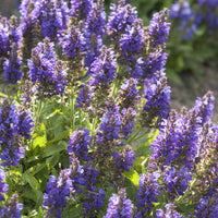 Sauges - Sauge des bois Marcus - Salvia nemorosa Marcus Haeumanarc