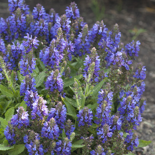 Sauge des bois Marcus - Bakker