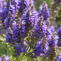 Salvia nemorosa Marcus Haeumanarc - Sauge des bois Marcus - Sauges