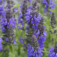 Sauge des bois Marcus - Salvia nemorosa Marcus Haeumanarc - Bakker