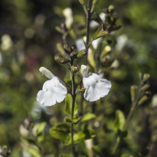 Sauge arbustive Gletsjer - Bakker