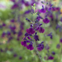 Sauges - Sauge papillon de nuit - Salvia Nachtvlinder