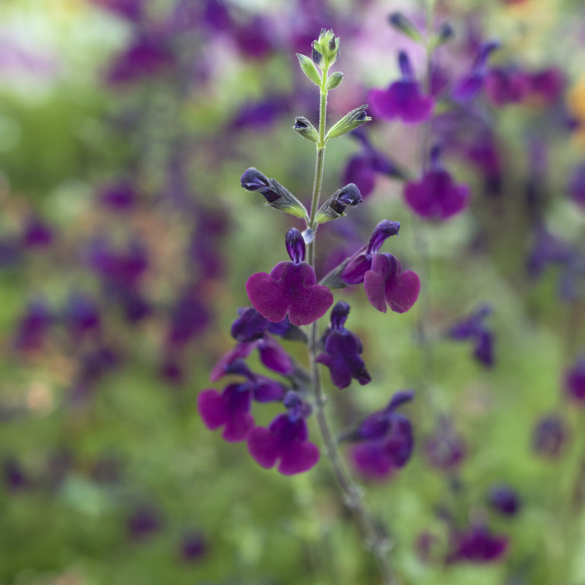Sauges - Sauge papillon de nuit - Salvia Nachtvlinder