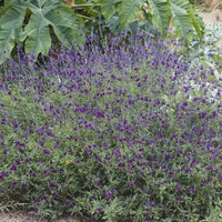 Vente Sauge papillon de nuit - Salvia Nachtvlinder