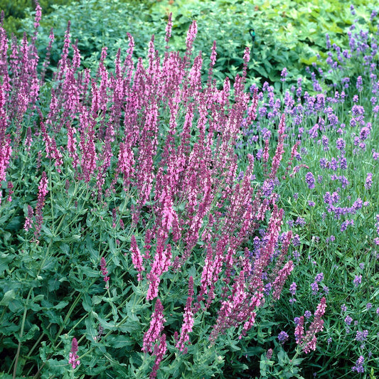 Sauge des bois Rose Queen - Bakker