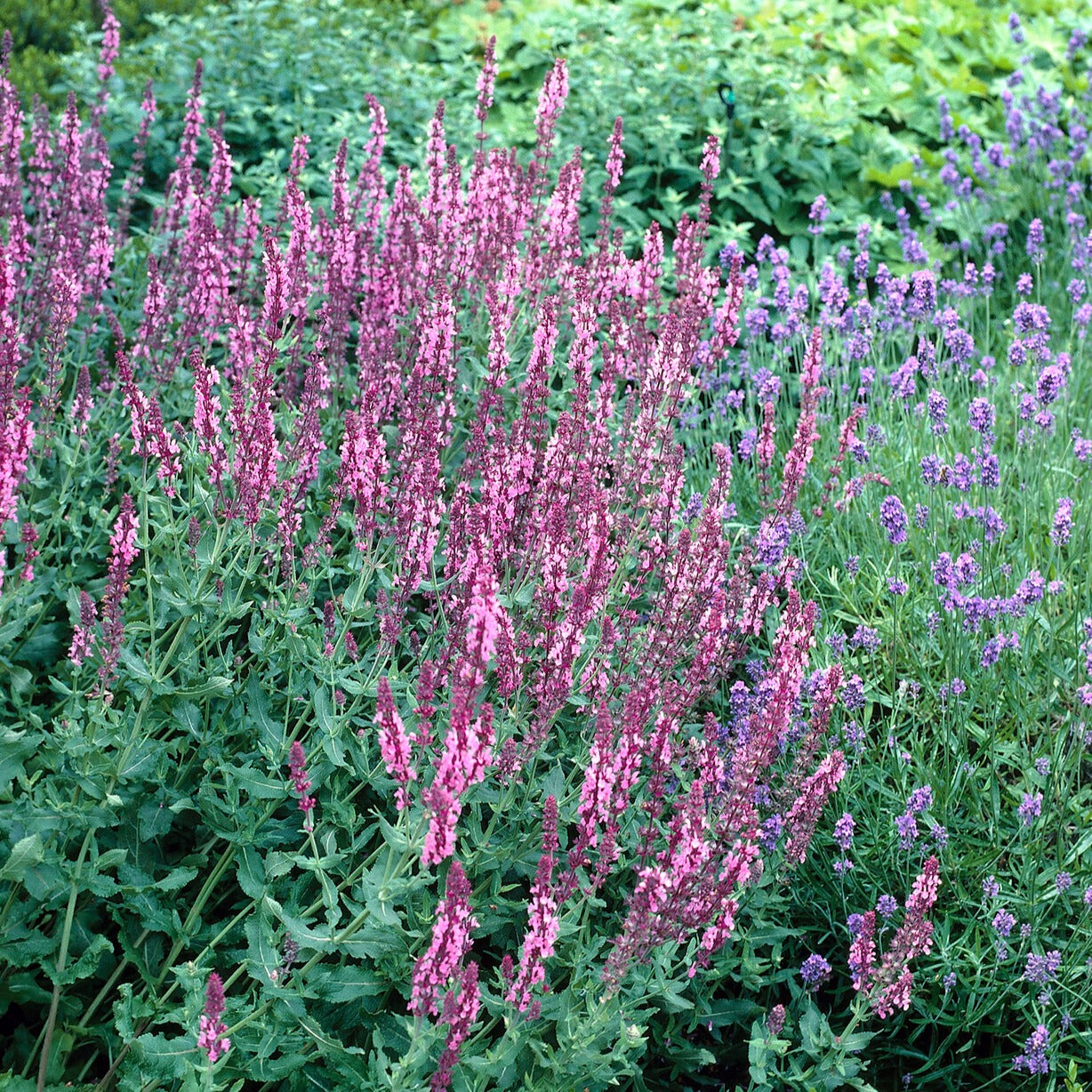 Sauge des bois Rose Queen - Bakker