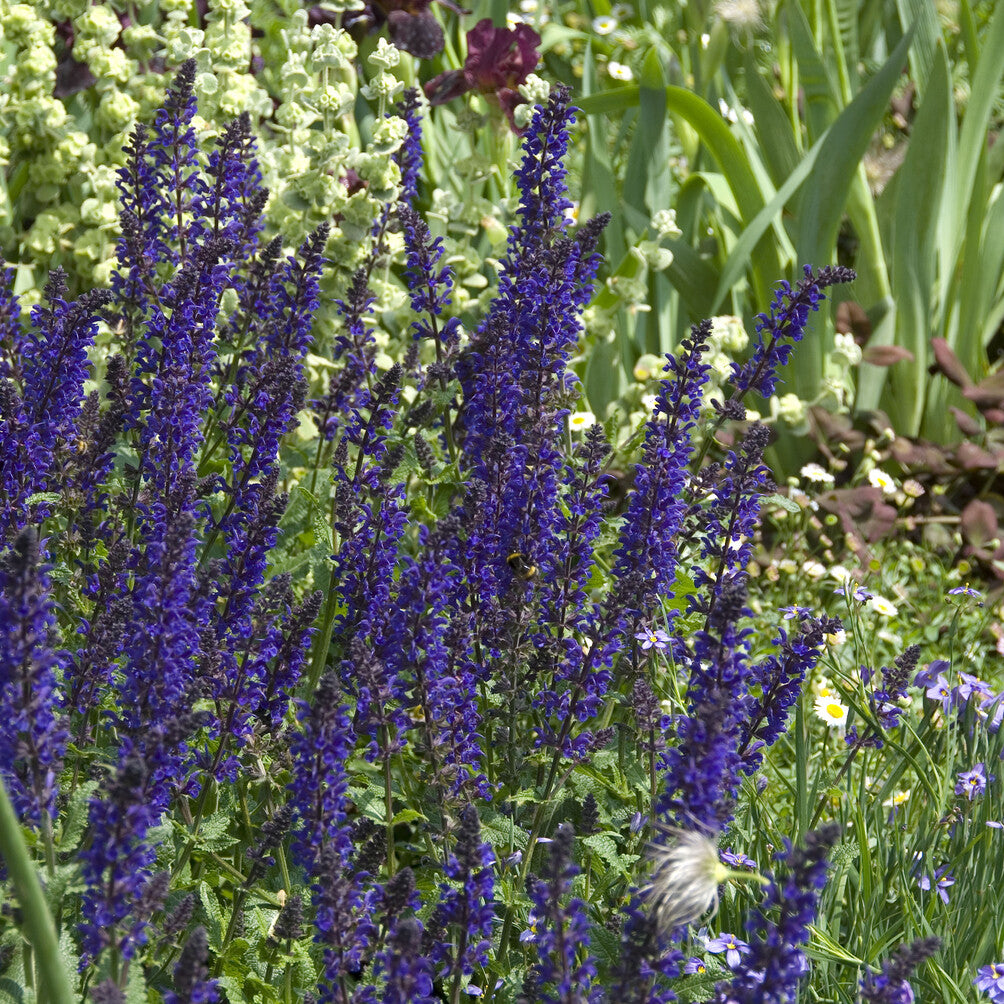 Sauges - Sauge des bois Viola Klose - Salvia nemorosa Viola Klose