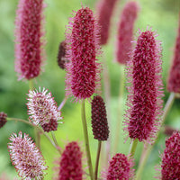 Sanguisorba menziesii - Pimprenelle d'Alaska - Sanguisorbe - Vivaces fleuries