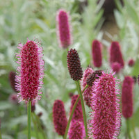 Pimprenelle d'Alaska - Sanguisorbe - Sanguisorba menziesii - Bakker