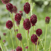 Sanguisorba officinalis Tanna - Pimprenelle officinale Tanna - Vivaces fleuries