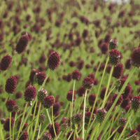 Pimprenelle officinale Tanna - Bakker