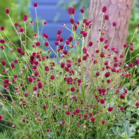 Pimprenelle officinale Tanna - Sanguisorba officinalis Tanna - Bakker