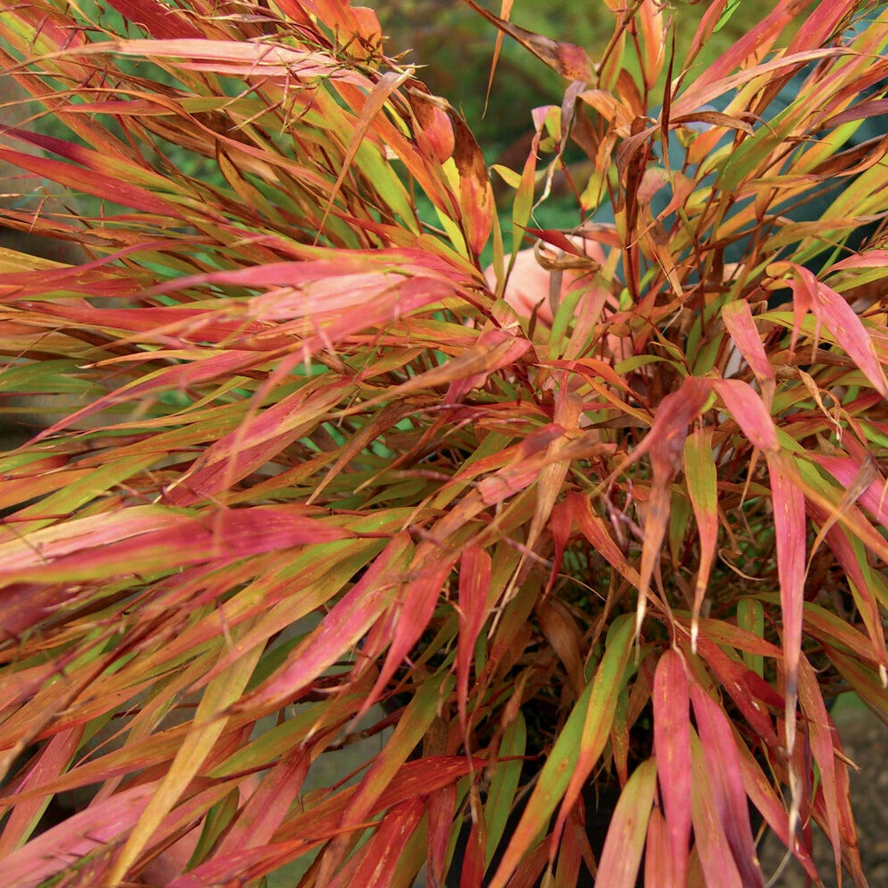 Herbe du Japon Nicolas - Hakonechloa macra nicolas - Plantes d'extérieur