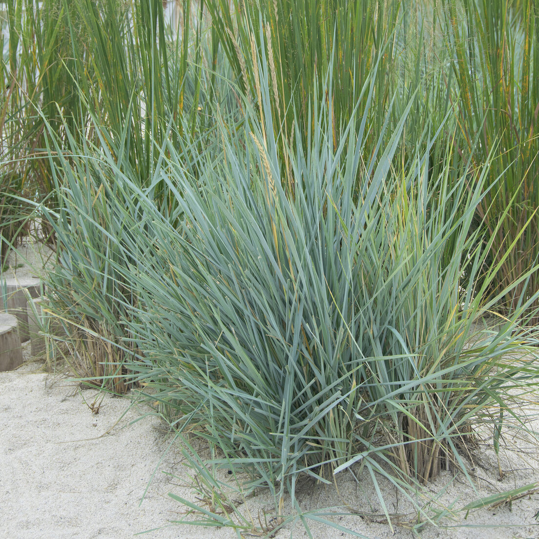 Seigle de mer Blue Dune - Bakker