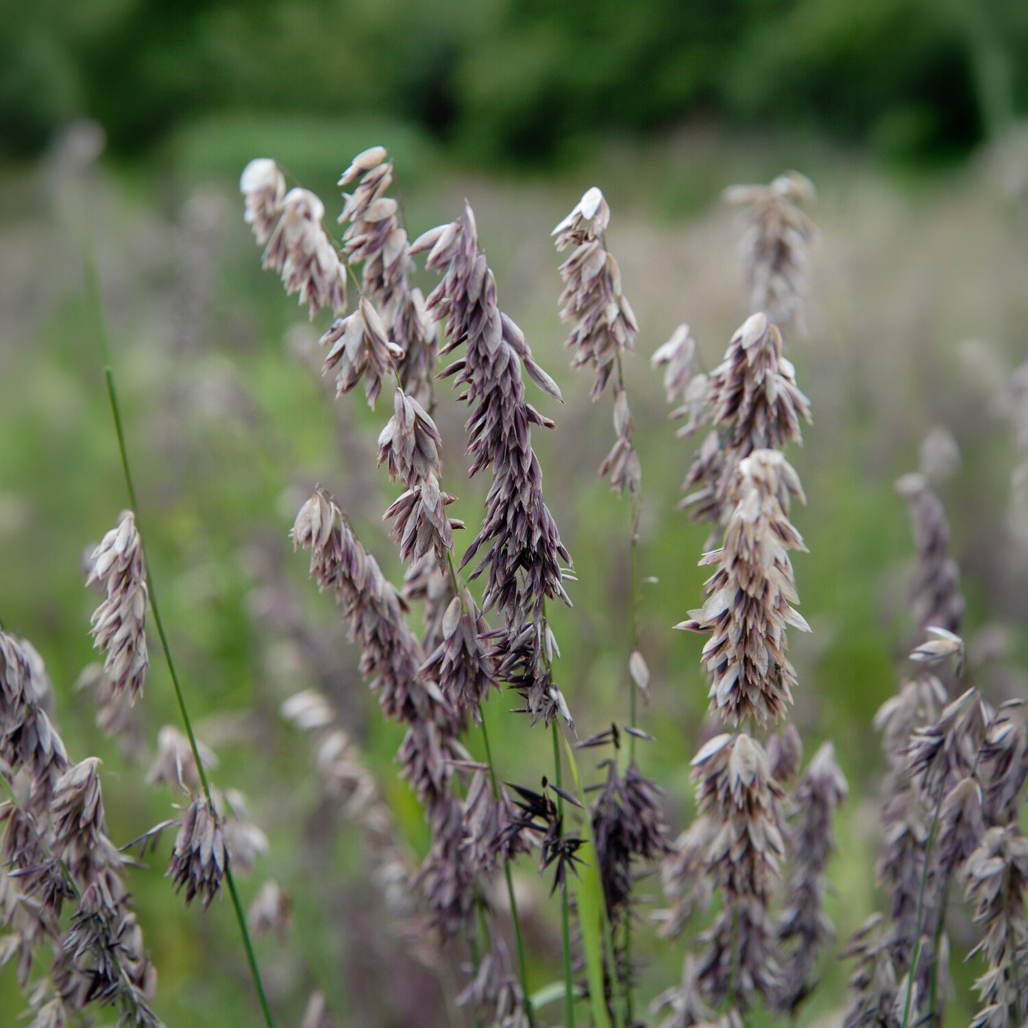 Mélique élevée pourpre - Melica altissima atropurpurea - Bakker