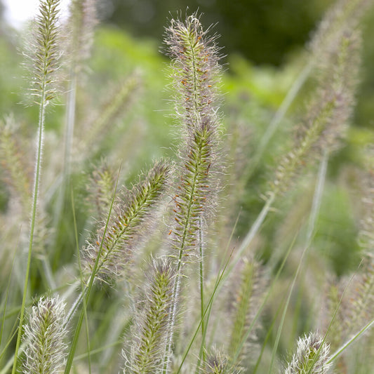 Herbe aux écouvillons Herbstzauber - Pennisetum - Bakker