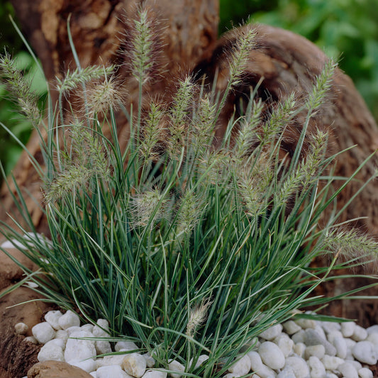 Herbe aux écouvillons Little Honey - Pennisetum - Bakker