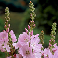  - Sidalcea Elsie Heugh - Sidalcea Elsie Heugh