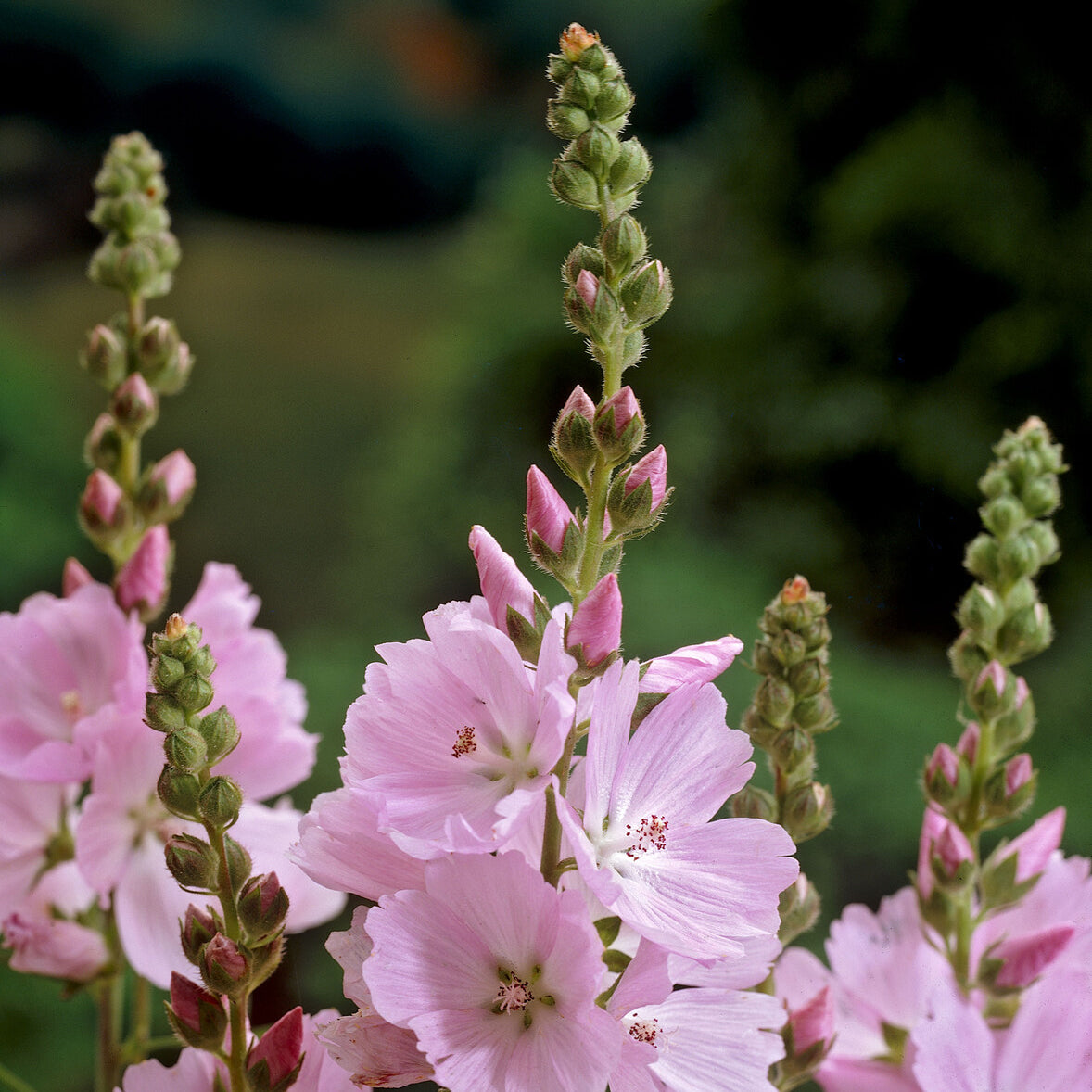 Sidalcea - Sidalcea Elsie Heugh - Sidalcea Elsie Heugh