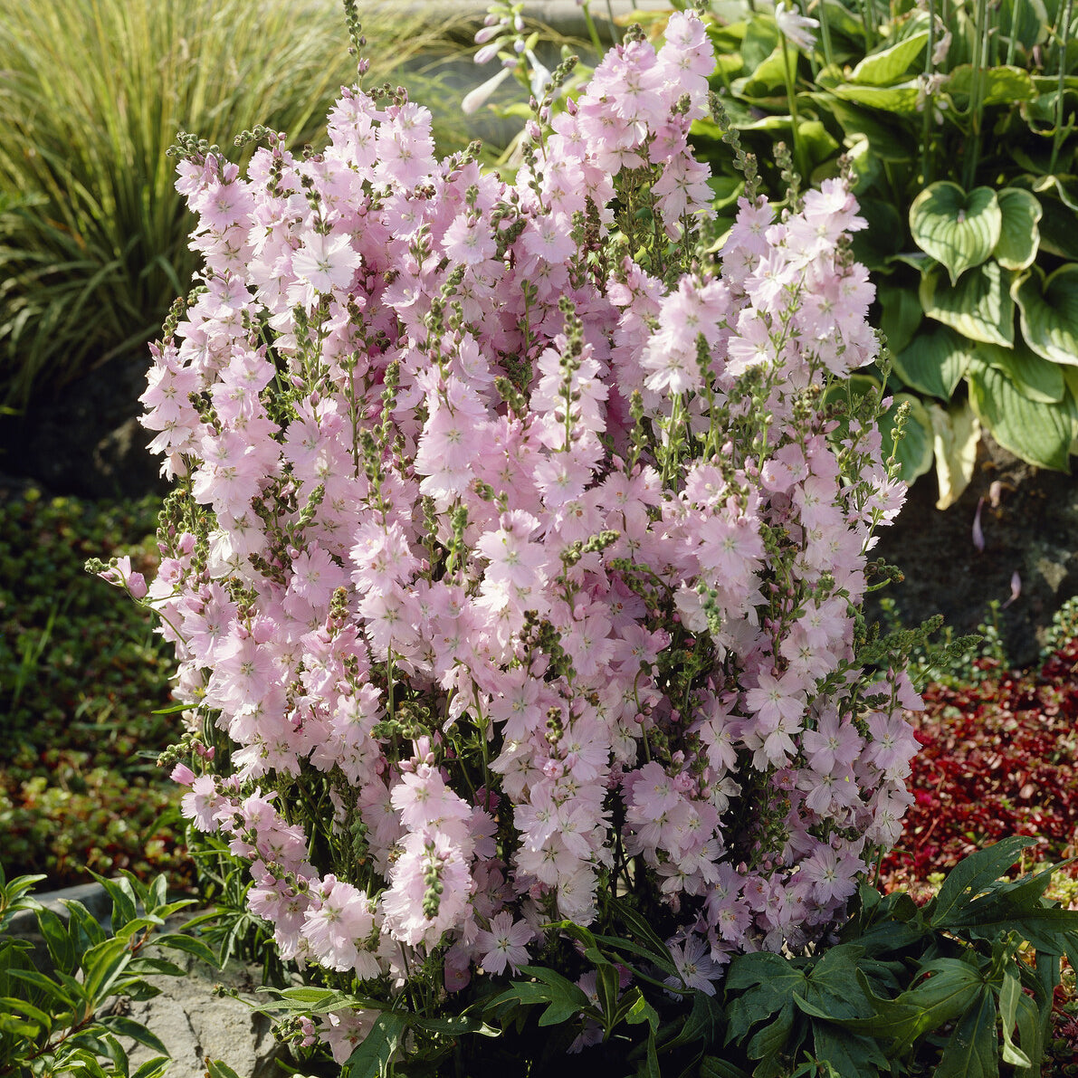 Sidalcea Elsie Heugh - Sidalcea Elsie Heugh - Sidalcea