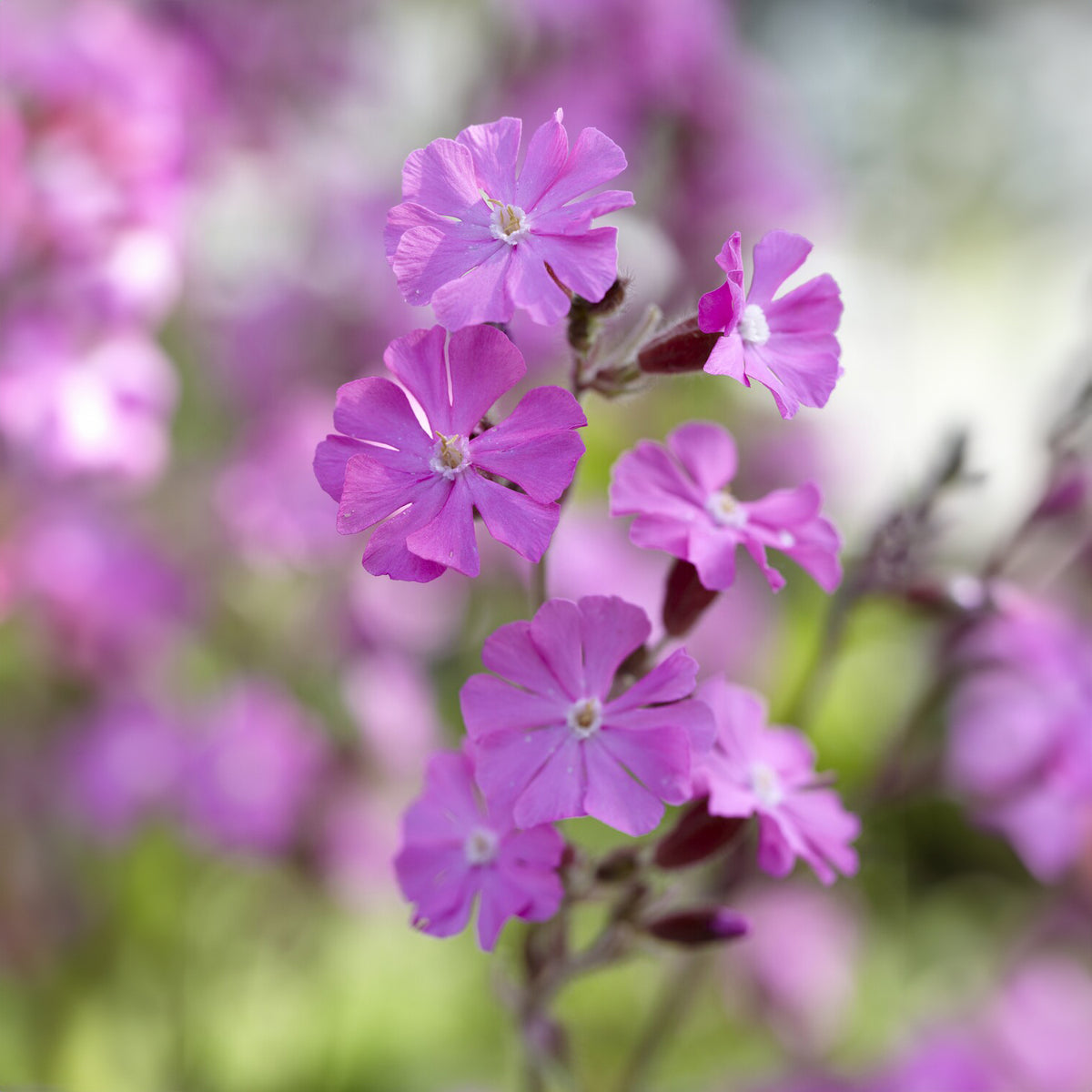 Plantes vivaces - Silène dioïque - Silene dioica