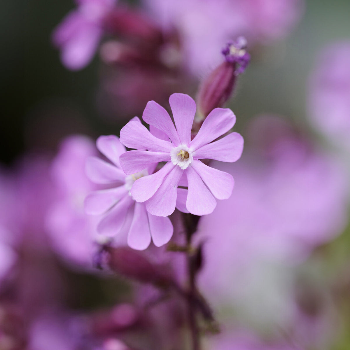 Silène dioïque - Silene dioica - Bakker