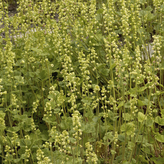 Tellime à grandes fleurs - Bakker