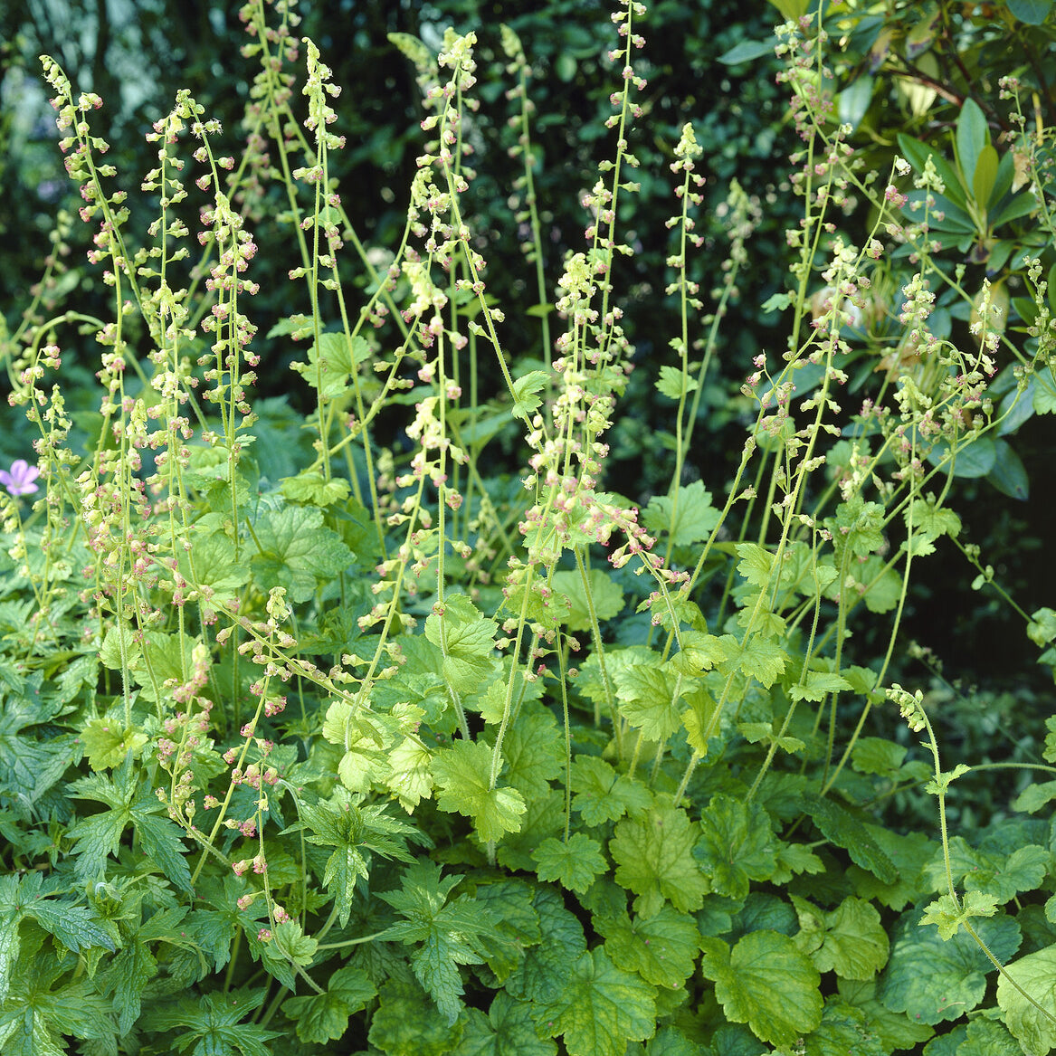 Tellima grandiflora - Tellime à grandes fleurs - Plantes vivaces