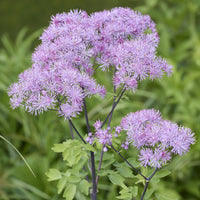 Pigamons à feuilles d'Ancolie - Thalictrum aquilegifolium - Bakker