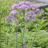 Thalictrum aquilegifolium - Pigamons à feuilles d'Ancolie - Vivaces fleuries