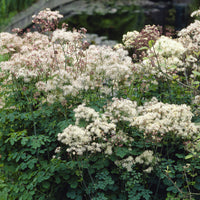 Pigamon Delavayi blanc - Thalictrum delavayi Album - Bakker