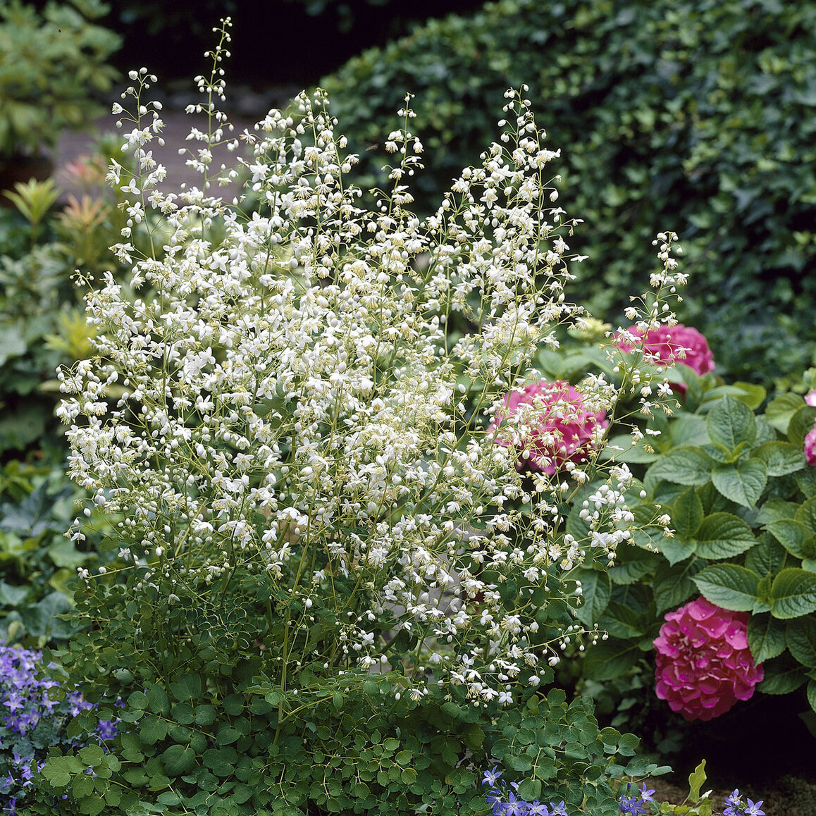 Thalictrum delavayi Album - Pigamon Delavayi blanc - Plantes vivaces