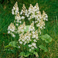 3 Tiarelles cordifoliée - Tiarella cordifolia - Bakker