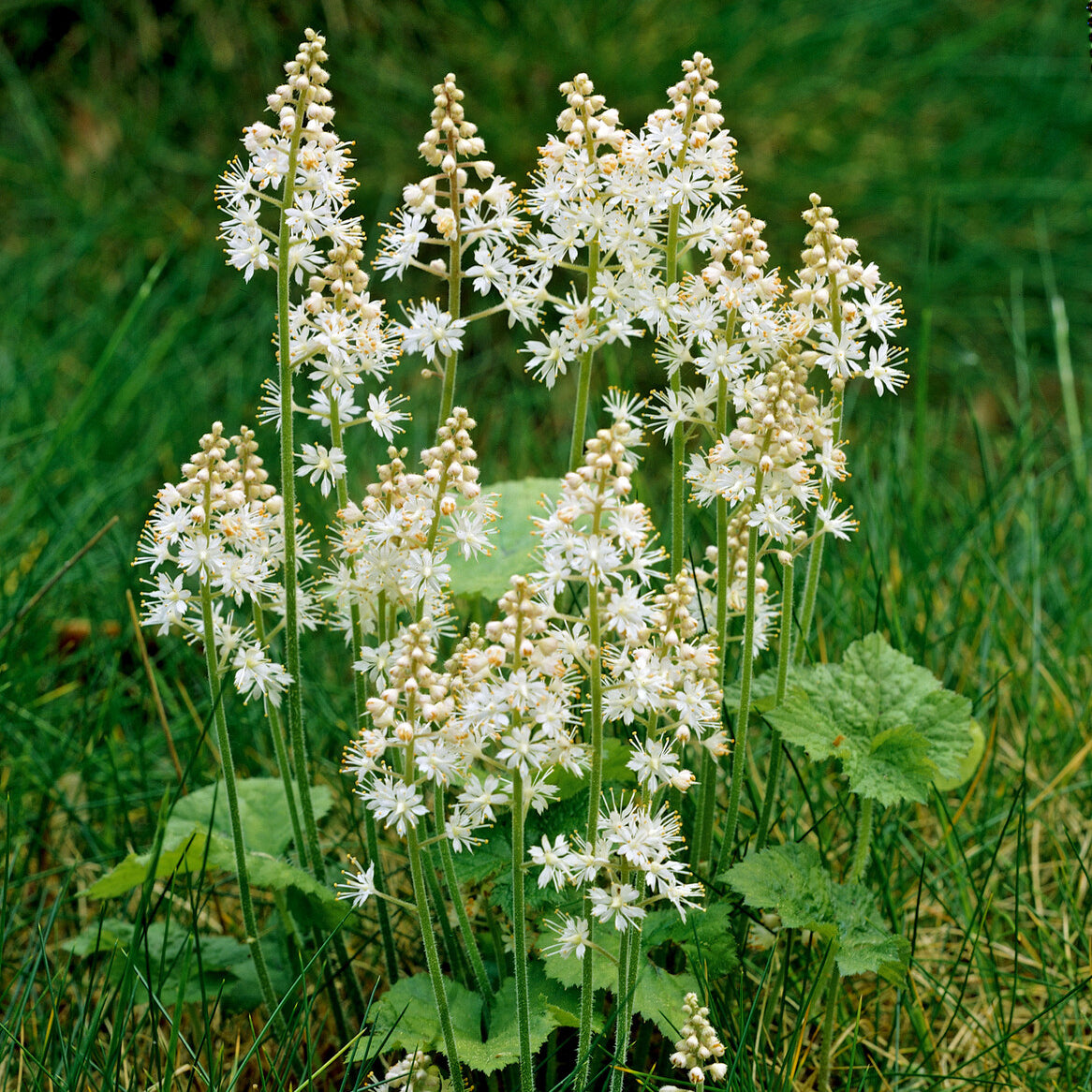 Tiarella cordifolia - Tiarelle cordifoliée - Plantes vivaces